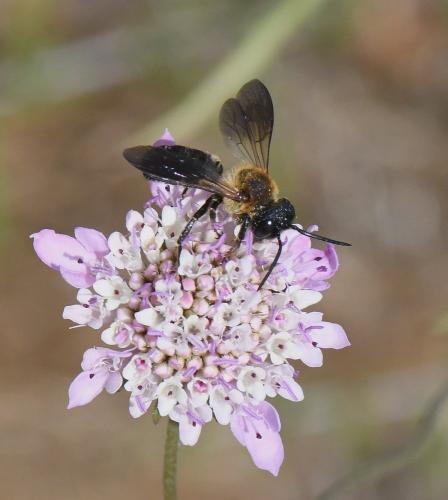 Megachile sculpturalis